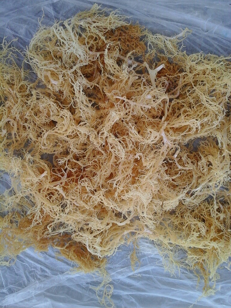 Raw Sea Moss (Wholesale)